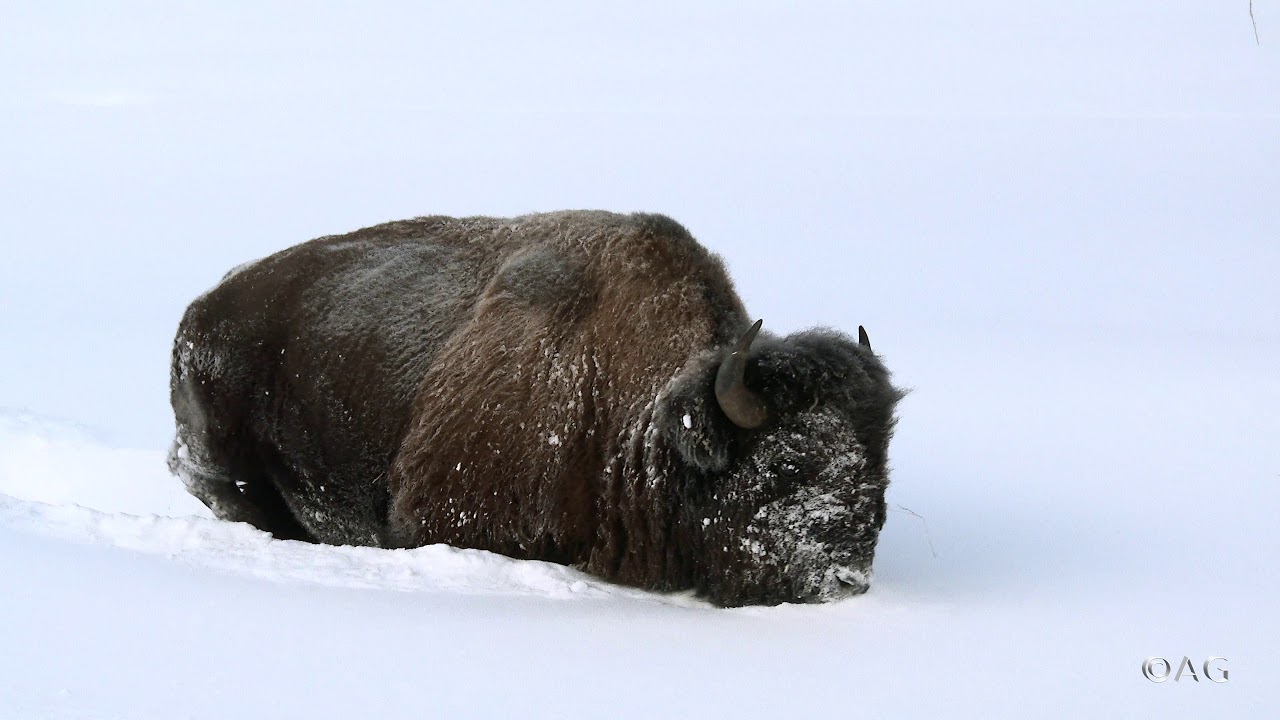 The hard live of a Bison in winter Yellowstone