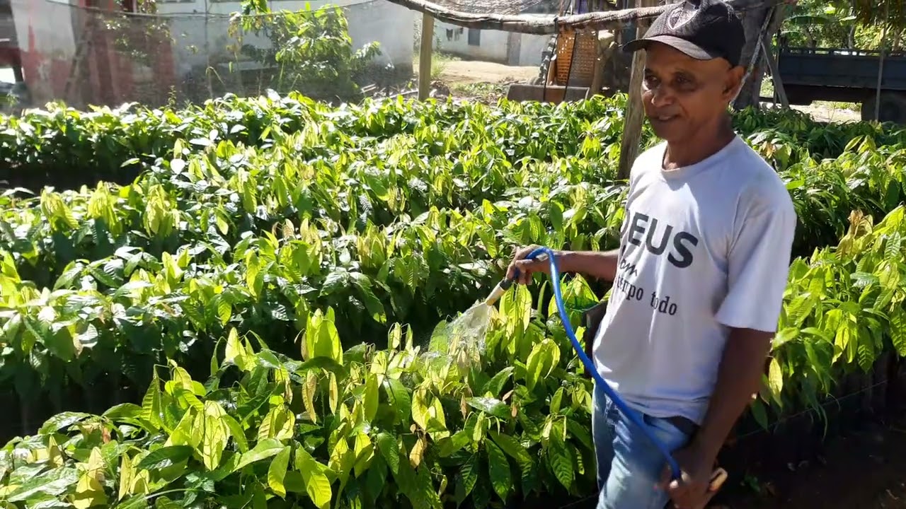 mudas de qualidade, porta enxerto cepec 2002