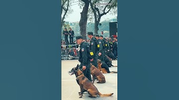 Dàn chó nghiệp vụ siêu ngầu #shorts #cscđ #chonghiepvu #thinhhanh