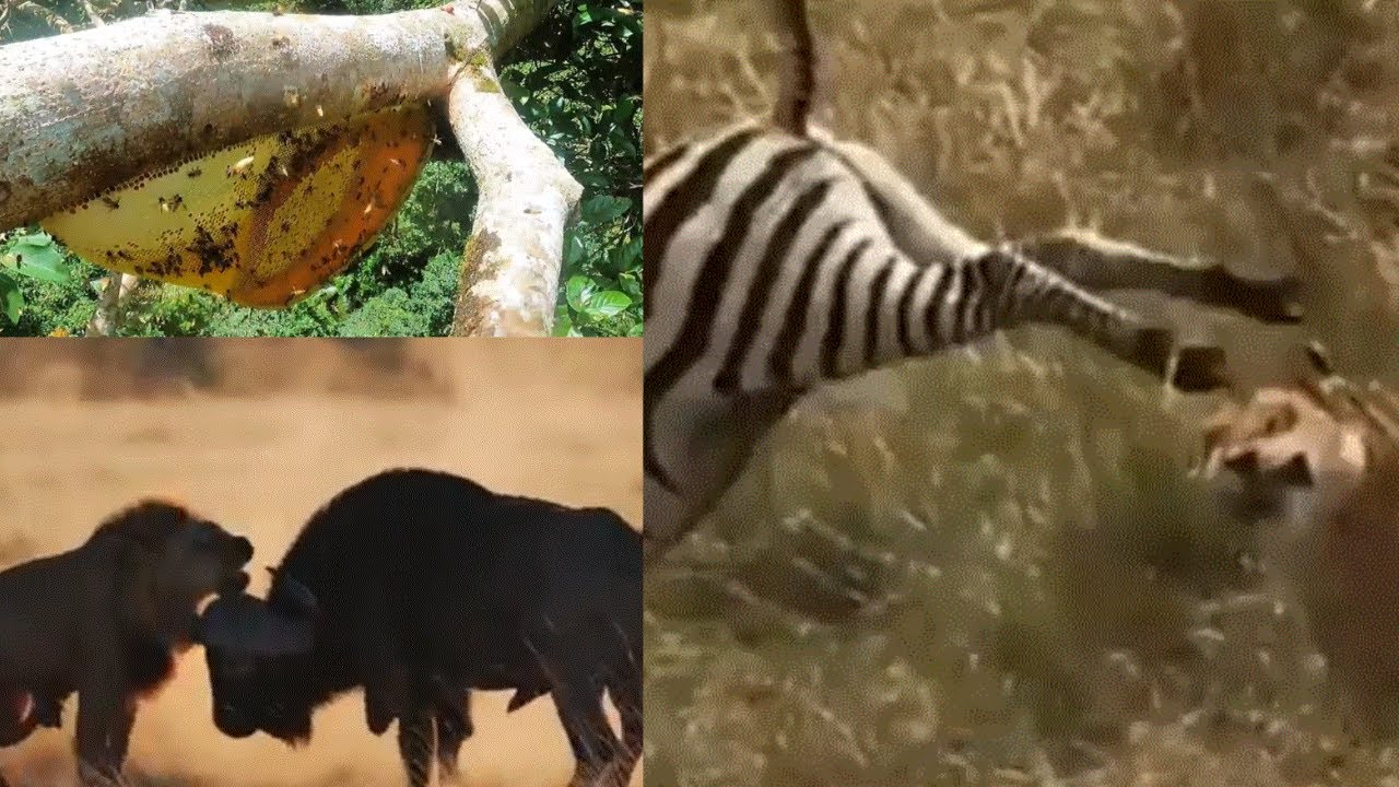 Incredible love of Lion & Buffalo / Harvesting  beehive /Lion chasing baby Zebra