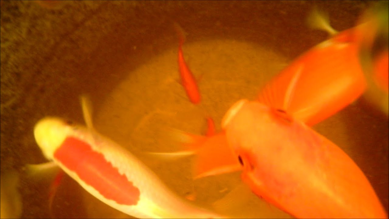 Goldfish Try Banana HD Underwater Footage YouTube