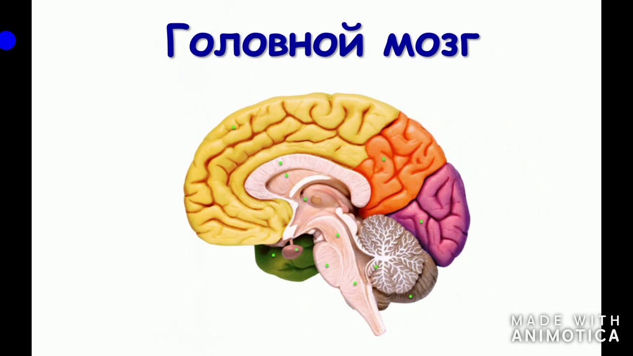 Мозг без подписей. Головной мозг. Отделы головного мозга без подписей. Головной мозг человека без подписей. Изображение головного мозга человека.