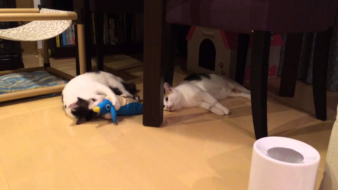 けりぐるみにネコキック