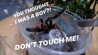Two TARANTULAs I thought were MALE are NOW FEMALES !!! ~ Happiest day EVERRR !!!