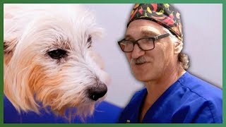 Dr. Jeff Rescues Adorable Dogs from A Puppy Mill! | Dr. Jeff: Rocky Mountain Vet BEST Episodes Net Worth