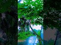 A Refreshing Rainy Afternoon 🌿🌧️ #ASMR #RainyDay