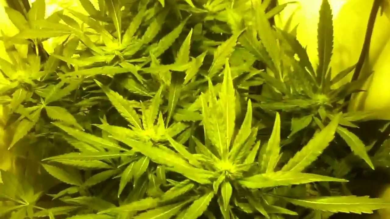 Update 4: ladyburn1974 at 5 weeks. check out more at www.thedankden.com