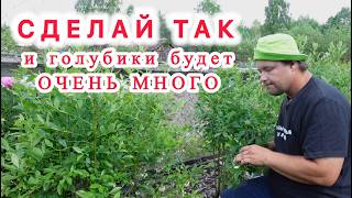 Голубика в июне. Правильный полив и питание   тогда ягод будет немерено.