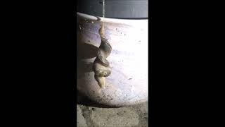 Mating of leopard slugs, beginning