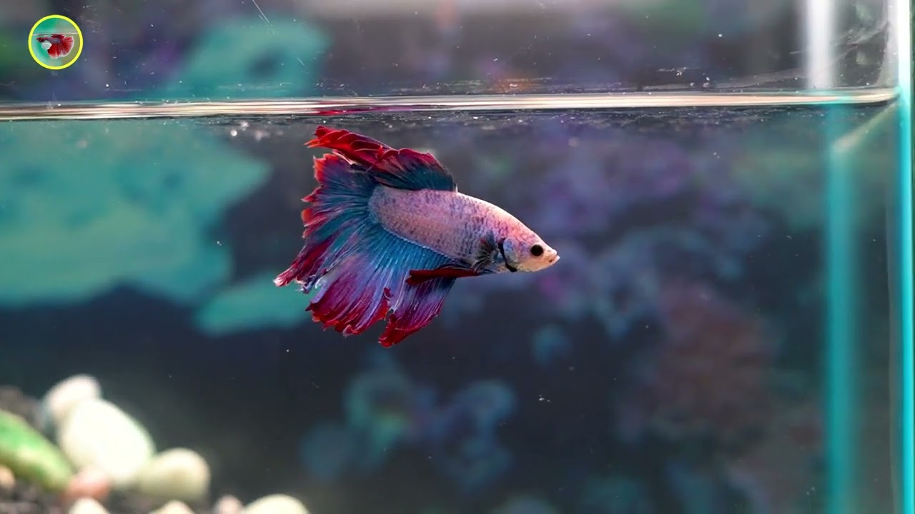 Beautiful Betta 