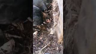 chickens feeding on compost #garden #chicks #hens #chickens #compost #worms
