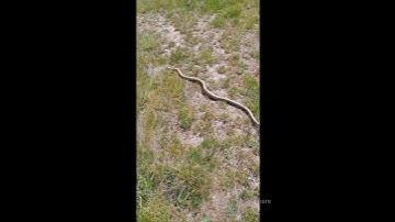These two eastern brown snakes got themselves stuck together in a single hole.