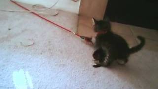 Francine as a kitten by Mag Gie 1,612 views 14 years ago 39 seconds