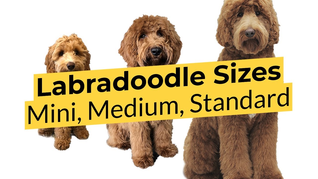 What Labradoodle Size is Best? ? Mini ? Medium ? Standard