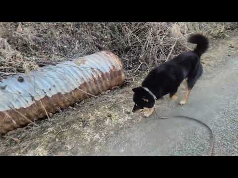 태백이와 판사님 산책 동반 해 보았습니다.                     #충진회 #진돗개 #순종 #보급 #네눈박이 