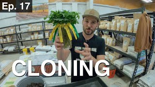BuildASoil: HOW TO ROOT CUTTINGS 10x10: Episode #17
