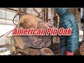 American Pin Oak Sawing!!