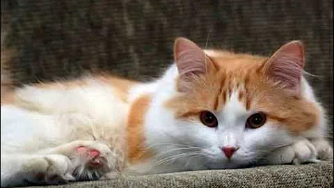 Video 5417481: cat breed turkish, domestic long hair cat, semi long hair, cat collection, cat learning, training