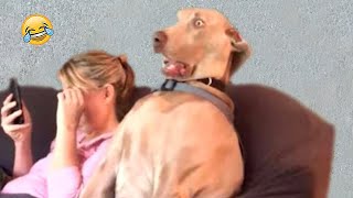 Dogs Reacting To Magic For The First Time