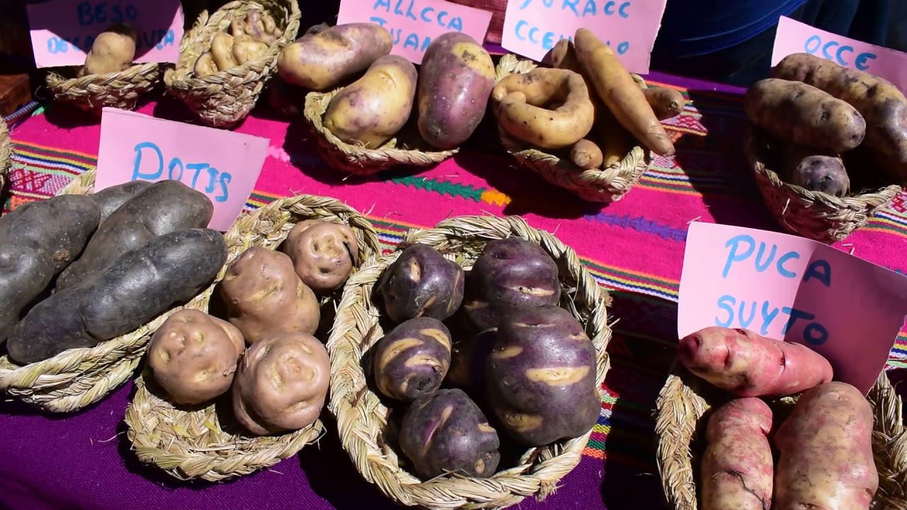 SAÑAYCA - CHALHUANCA - PERÚ. FERIA GASTRONÓMICA Y AGROPECUARIA - 26-05-2018. DSC 913