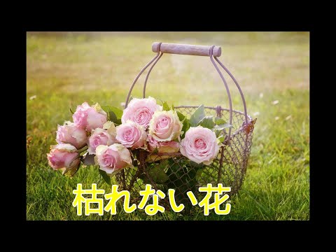 【魔王魂MV】枯れない花（歌詞付き）