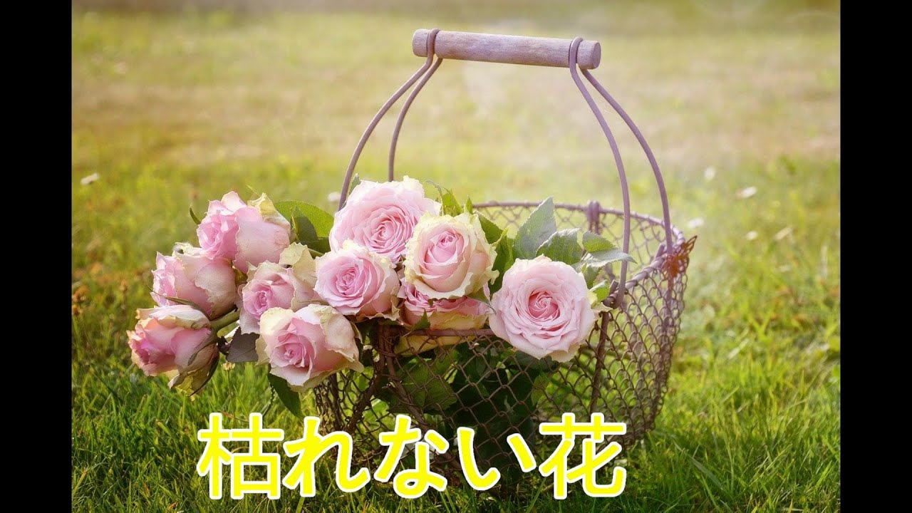 魔王魂mv 枯れない花 歌詞付き Youtube