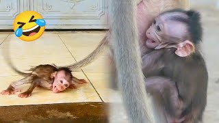 Download Lagu Poor little monkey Amyla has been abandoned by her mother countless times, crying louder each time MP3