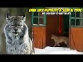 Enorme Lince es Captado intentando cazar a un Perro en su Casa/ Dog VS Lynx