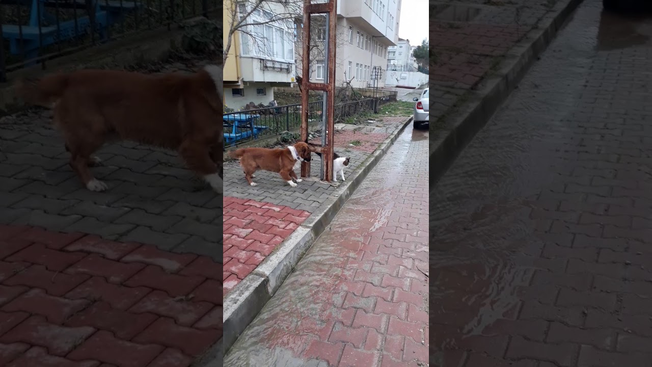 Kral 🐕 ve asi kedi 🐈 YouTube