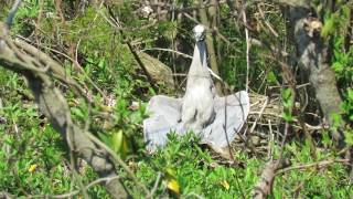 heron sunning half sleeping