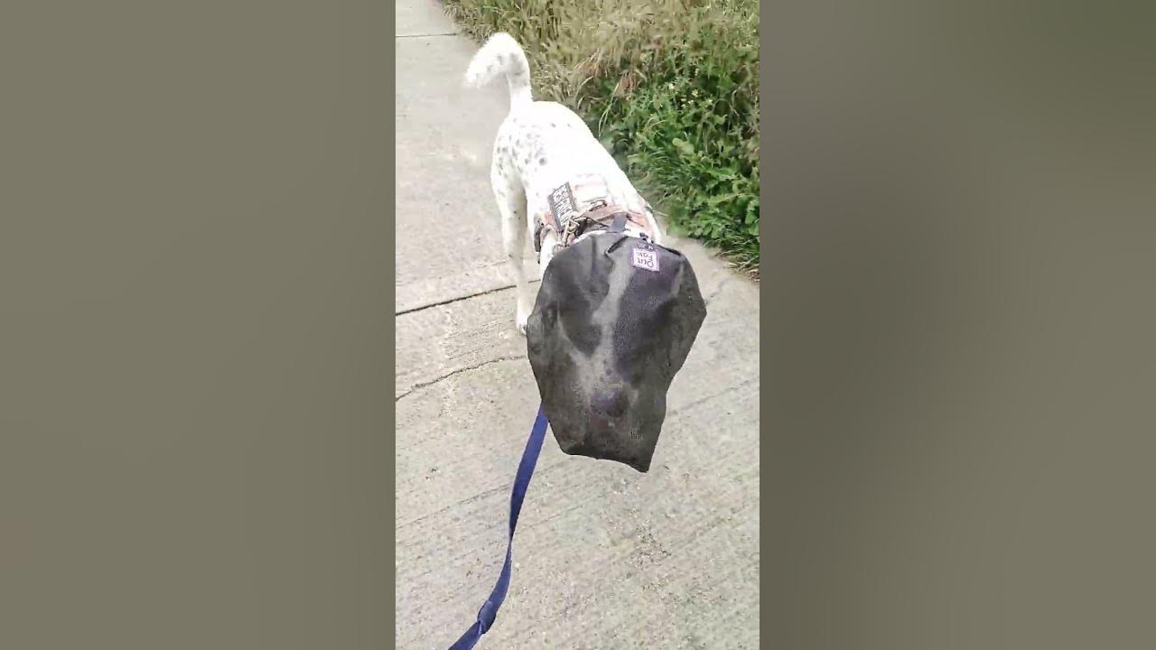 dog masks for foxtails YouTube