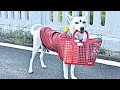 Cute Dogs Help Owner Bring In Groceries -  Funny Dog Videos 2016