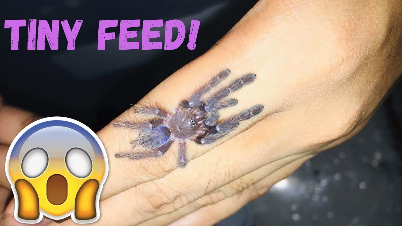 Time to FEED SMALL TARANTULAS!!!