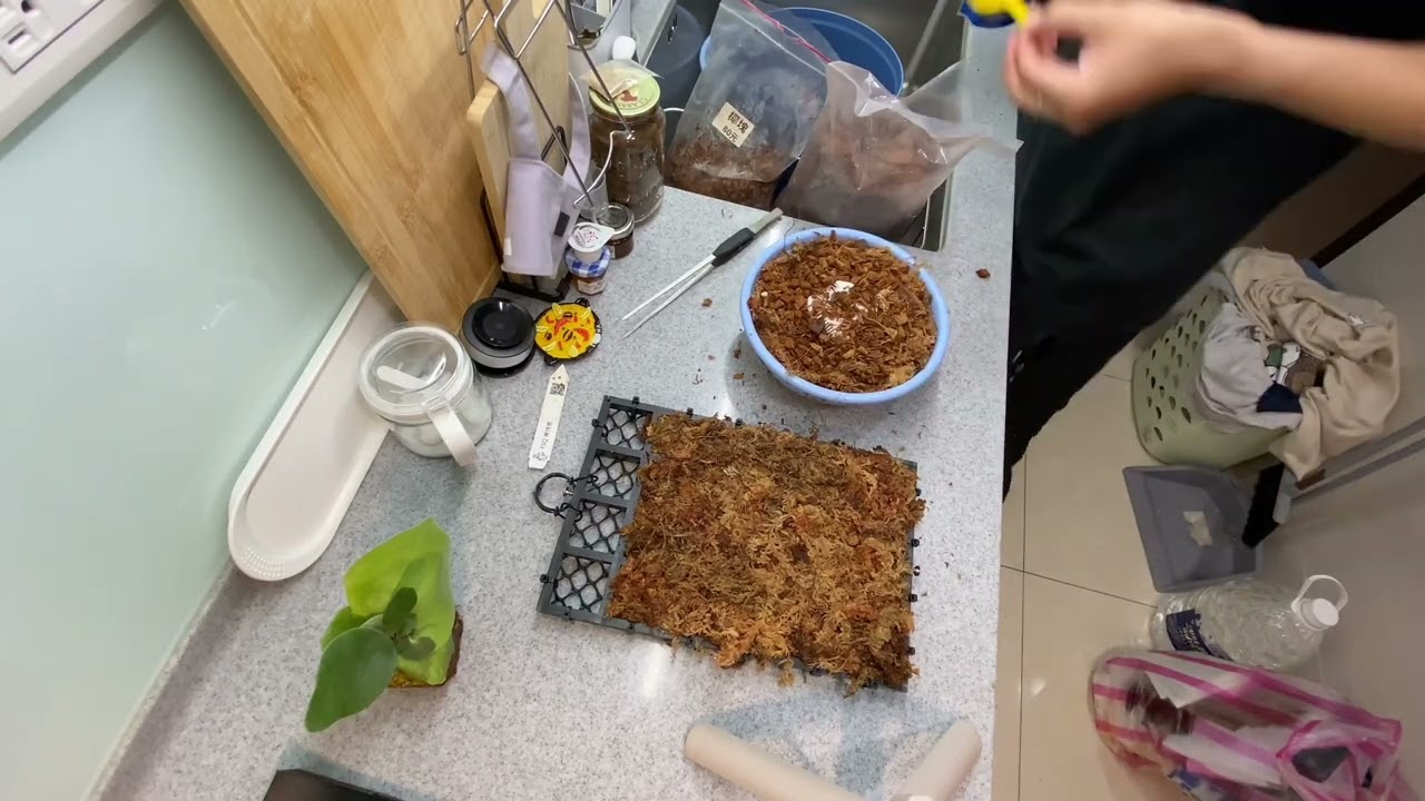 【植人芔所】Platycerium 