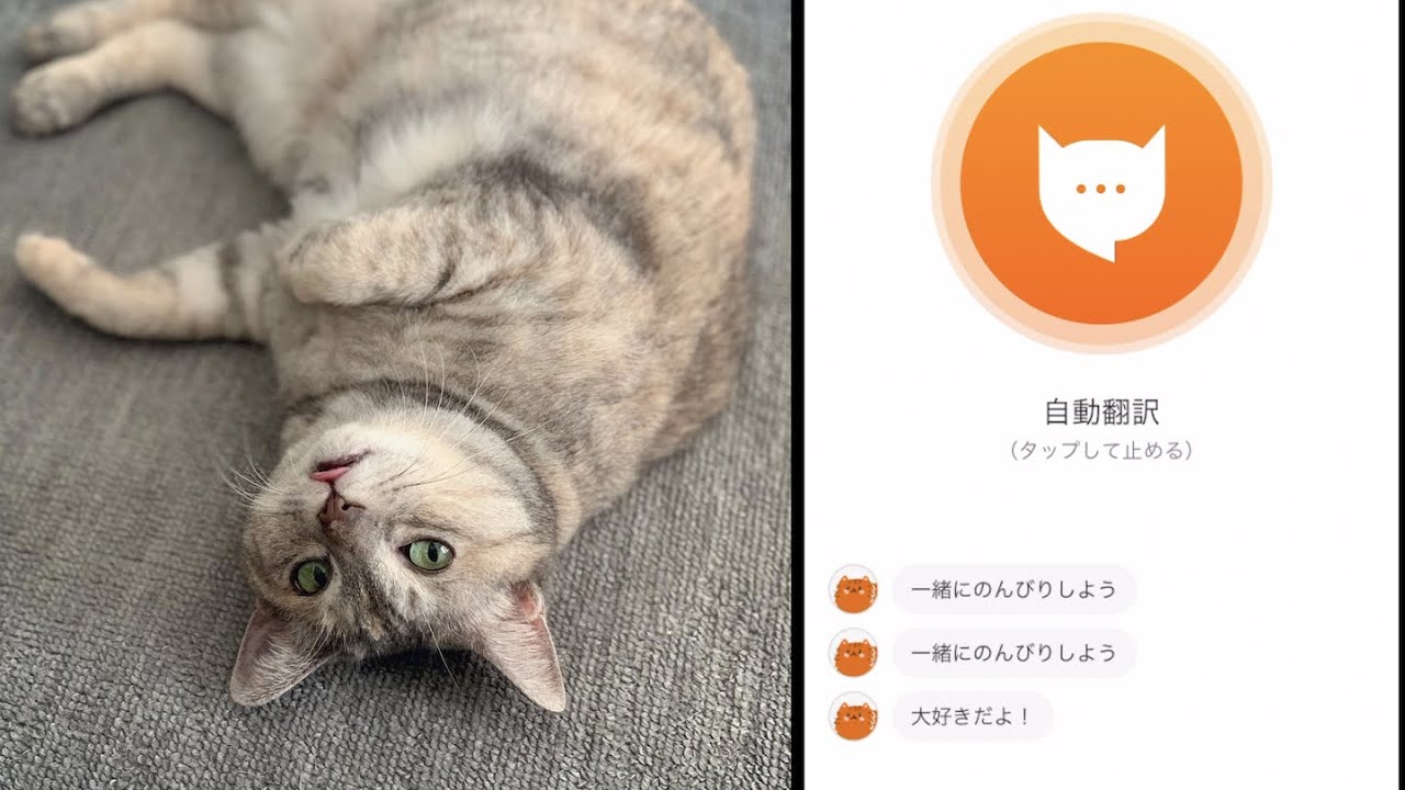 ネコの「ニャ~」を翻訳 cat talk【猫語翻訳機】猫語翻訳アプリ使ってみたら、感動して泣ける - YouTube