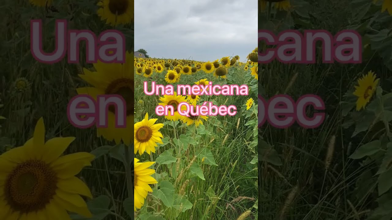 Shorts Paseo por el campo de girasoles en Québec Canadá. Sunflowers