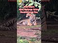 Tiger at Nandankanan Zoo|Odisha|Helathy Tiger#shortsvideo #nandankananzoologicalpark#Tiger