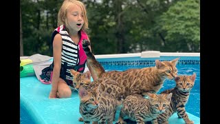 THE LUKE LIFE   Episode 27   Cute Cats in Pool