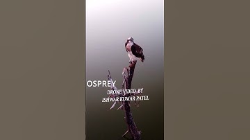 OSPREY drone video#shorts