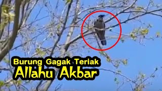 Seekor burung gagak teriak 