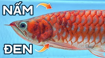 Trị NẤM ĐEN ở CÁ RỒNG chưa bao giờ dễ đến thế 👍 #cacanhoaihuynh