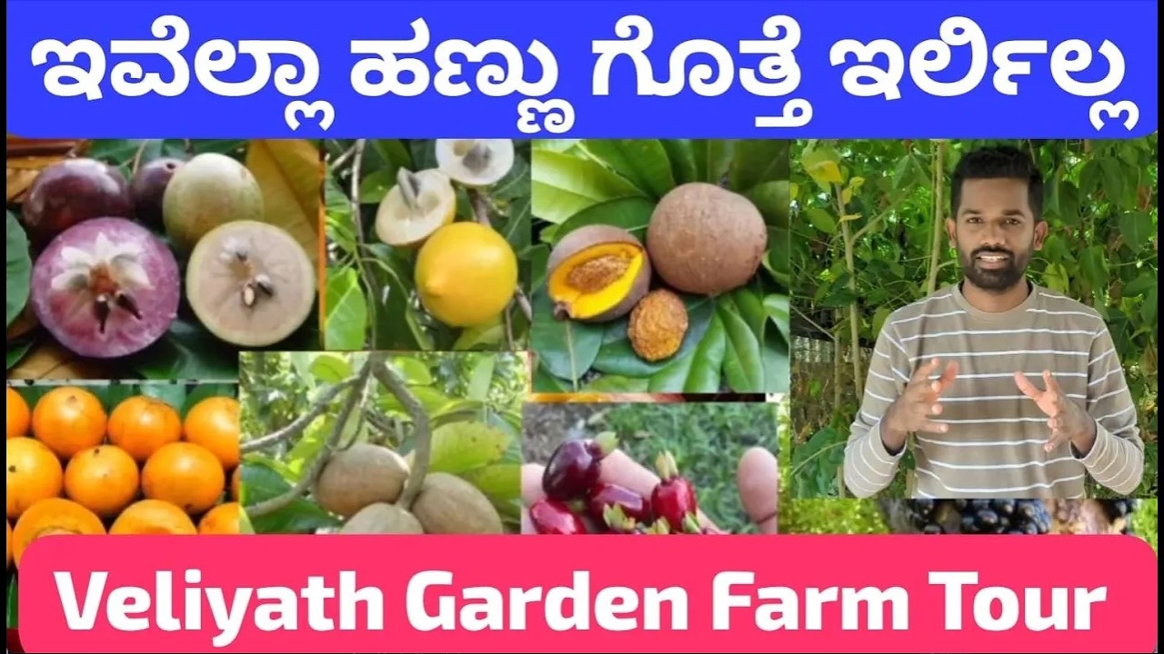 ನೀವು ನೋಡಿರದ ಕೇಳಿರದ ಹಣ್ಣುಗಳು ಇಲ್ಲಿವೆ|India’s Most EXOTIC Fruit Farm|Veliyath Garden Kerala