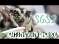 ALIMENTACIÓN PETAUROS DEL AZUCAR - Dieta SGS2
