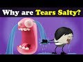 Why are Tears Salty? + more videos | #aumsum #kids #science #education #children