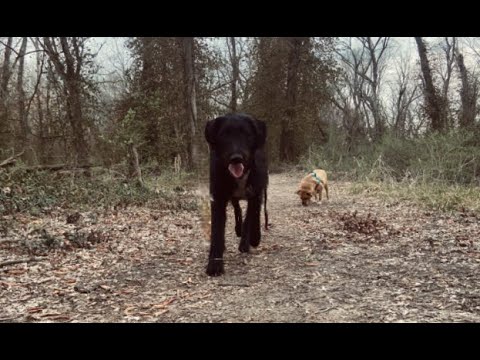 Two Streaming Dogs: Monday Dog Zoo