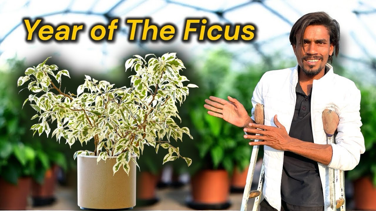 🌿 2026: Year of The Ficus! | Ficus Plant Care, Tips & Varieties (Full Guide)