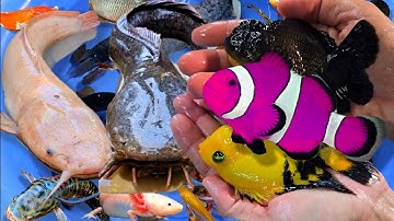 Tổng hợp các video cá cảnh đẹp, động vật dễ thương, cá sấu abino, cá trắm cỏ, cá koi