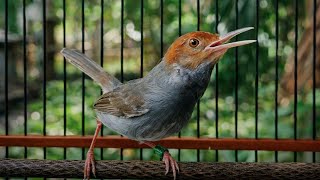 Prenjak Betina Vs Prenjak Jantan  Ampuh Dongkrak Emosi Burung Macet Bunyi