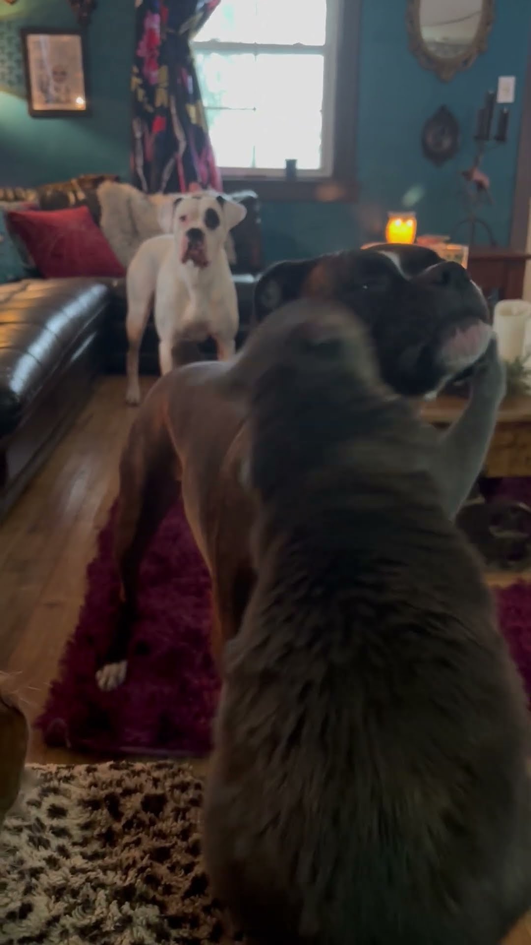 Cat Slaps Line of Boxer Dogs || ViralHog