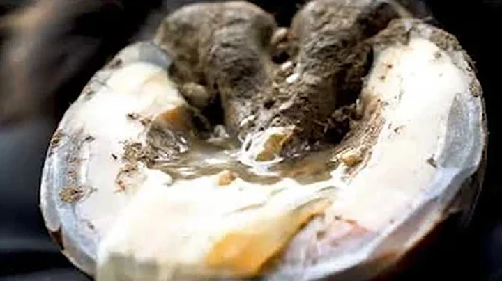 ROTTEN COWS HOOF CLEANING *HUGE HIDDEN SECRET REVEALED !